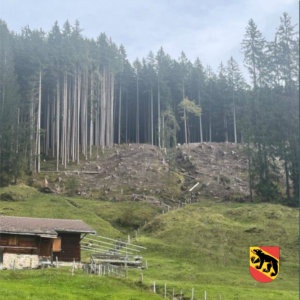Neue Bäume oder Sträucher im Gebiet Schattengraben