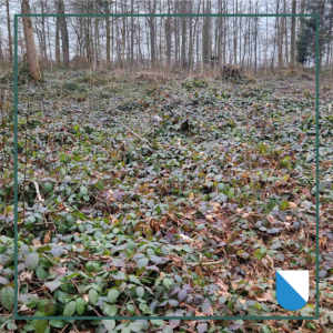 Artenreich statt Brombeer-Meer 2. Teil